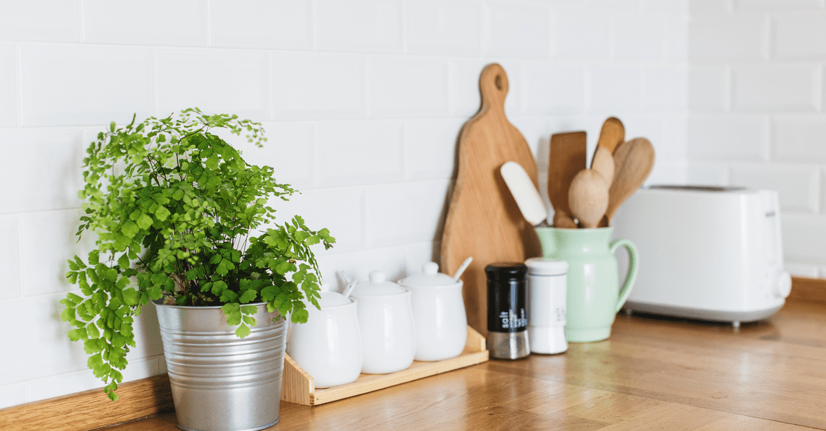 plants_safe_for_dogs_07 Maidenhair Fern