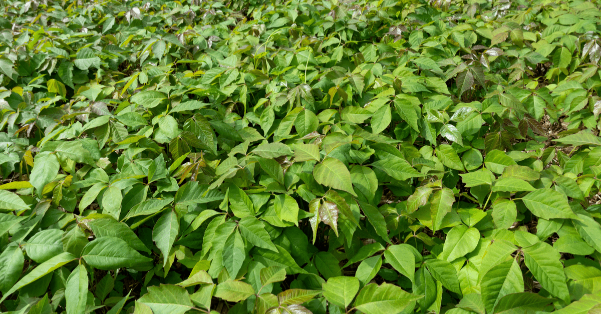 poison_ivy_02 Toxicodendron radicans