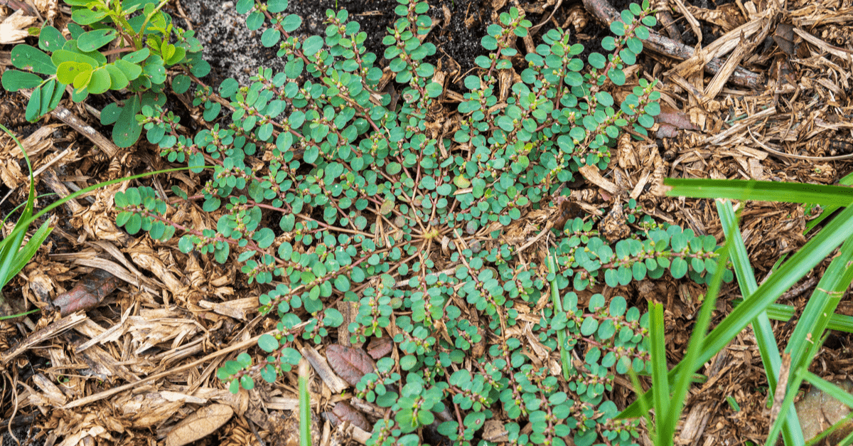 prostrate_spurge_02 Euphorbia maculata