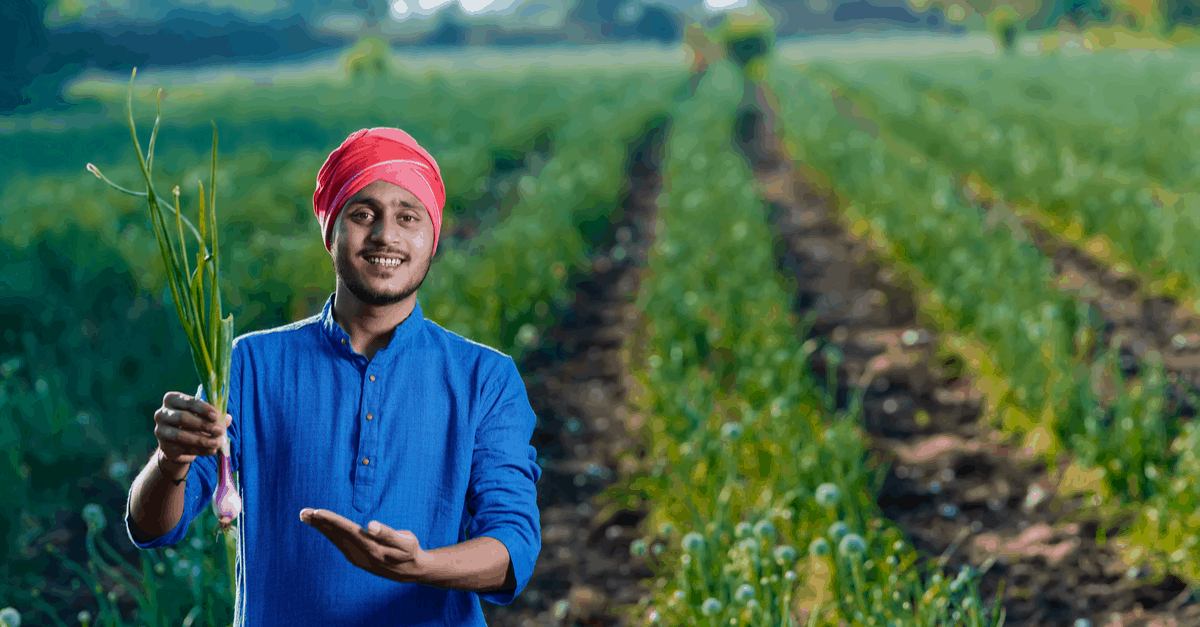 red_onion red onion harvest