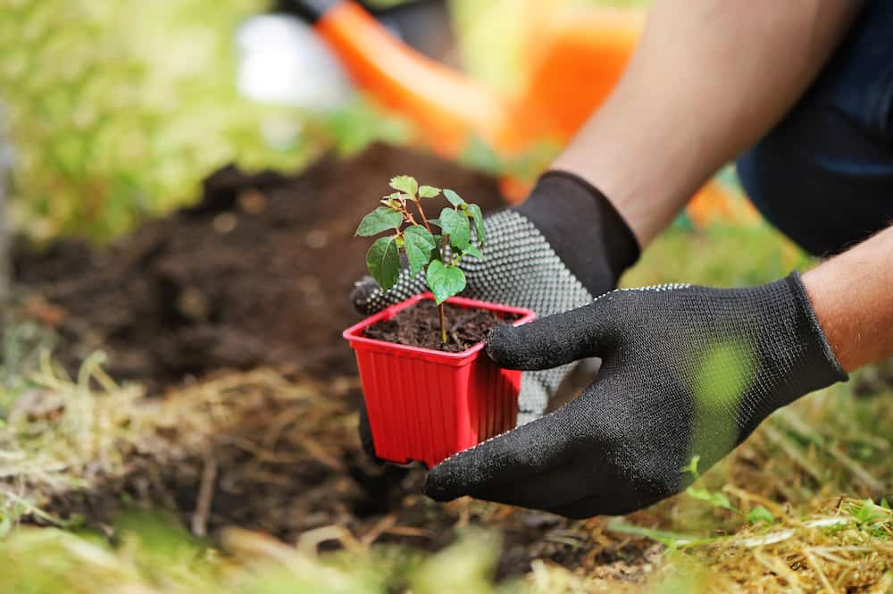 Gardener planting ivy for creating vertical wild grape wall tips on how to grow grapes from seed