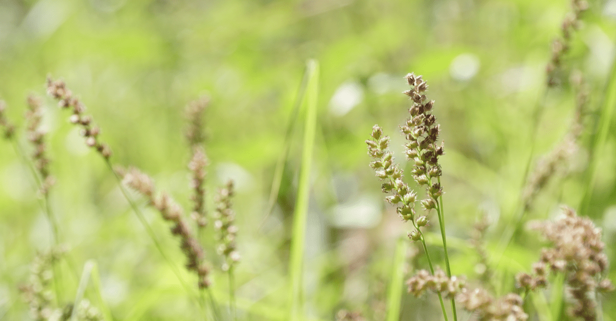 sandbur_02 Cenchrus echinatus