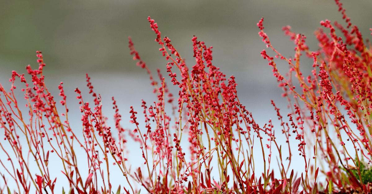 How To Get Rid Of Sheep Sorrel