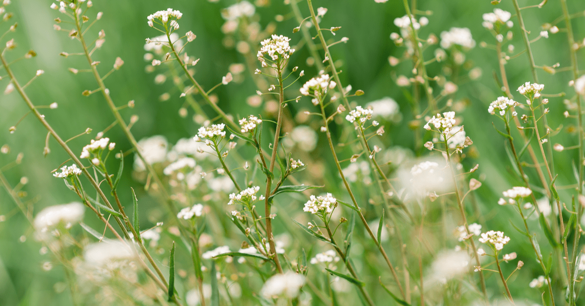 shepherds_purse_02 Capsella bursa-pastoris