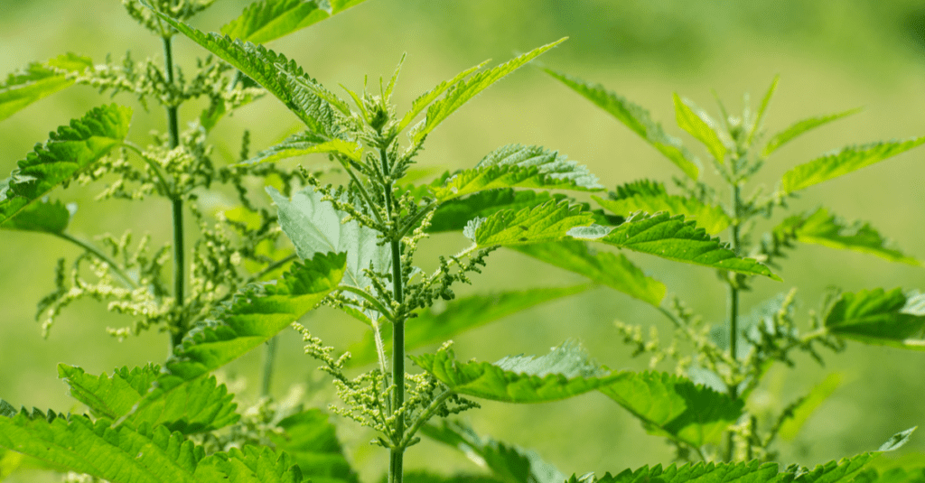 How to Get Rid of Stinging Nettle Trim That Weed
