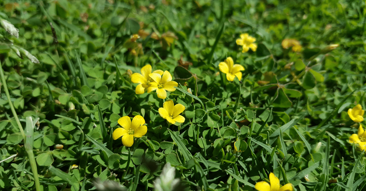 yellow_woodsorrel_02 Oxalis stricta