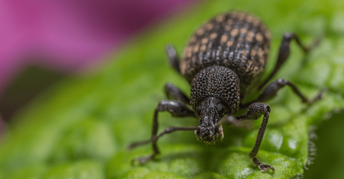 How to Prevent and Get Rid of Adult Vine Weevil Trim That Weed