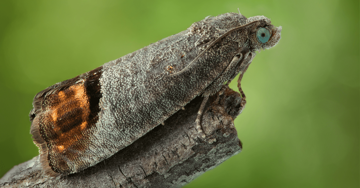 codling_moth_01 codling moth