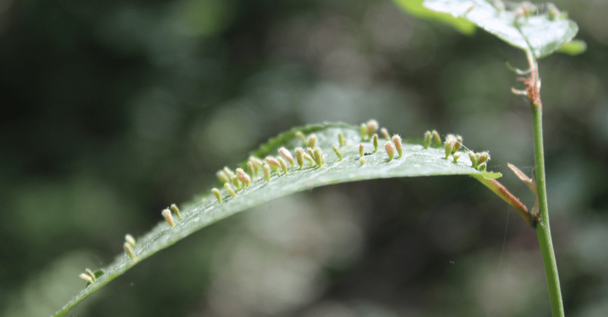 gall_mite_02 gall mites