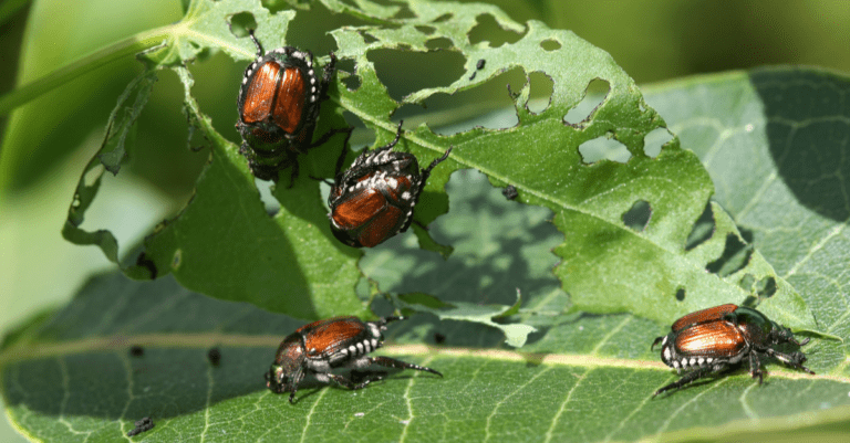 Common Garden Bugs Found In Your Yard