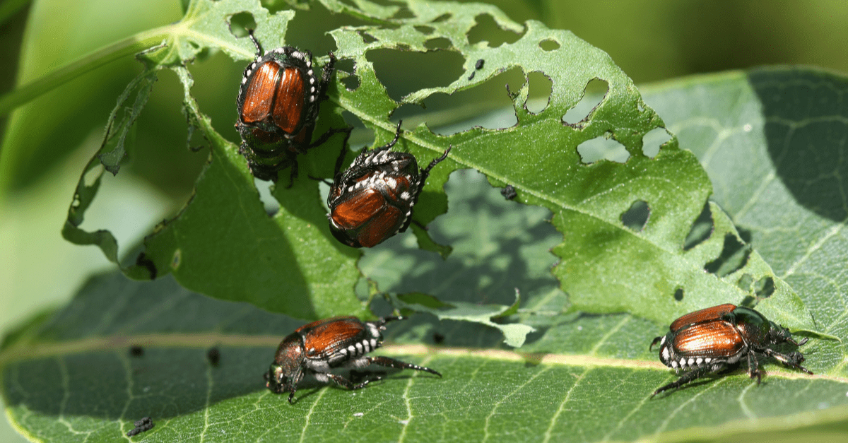 japanese_beetle_01 japanese beetle