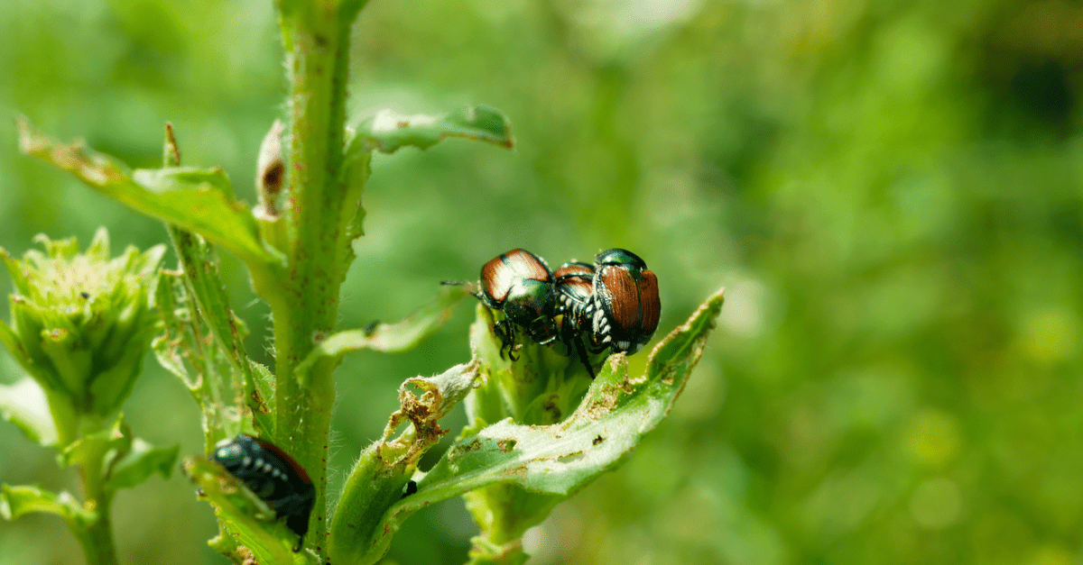 japanese_beetle_02 Popillia japonica