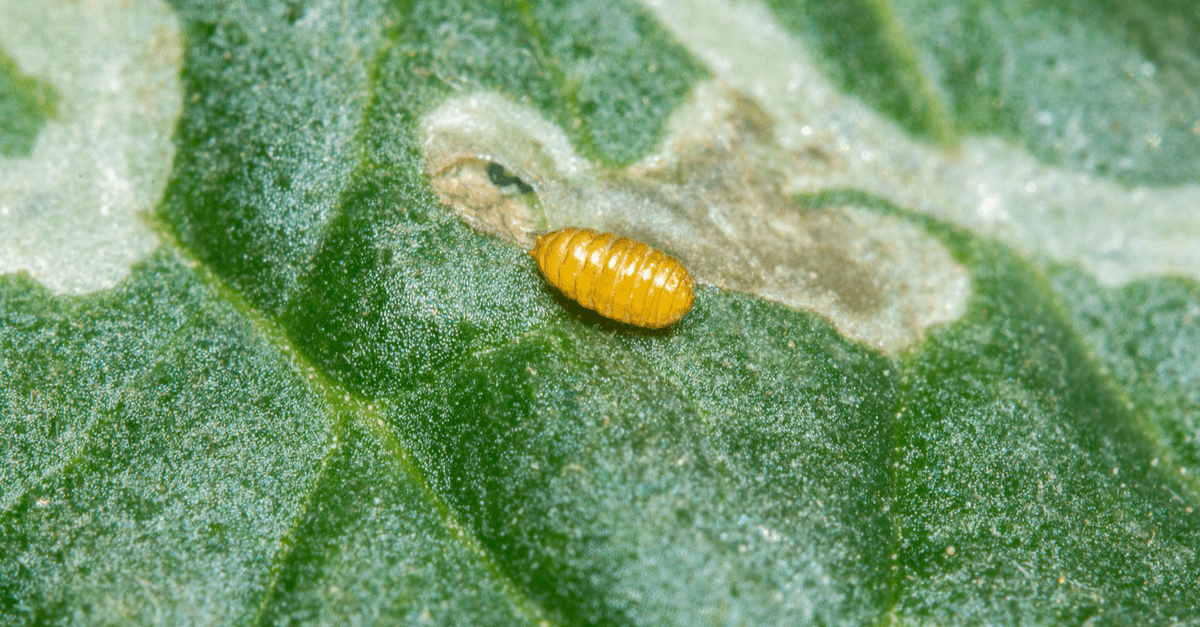 leaf_miner_02 leaf miner