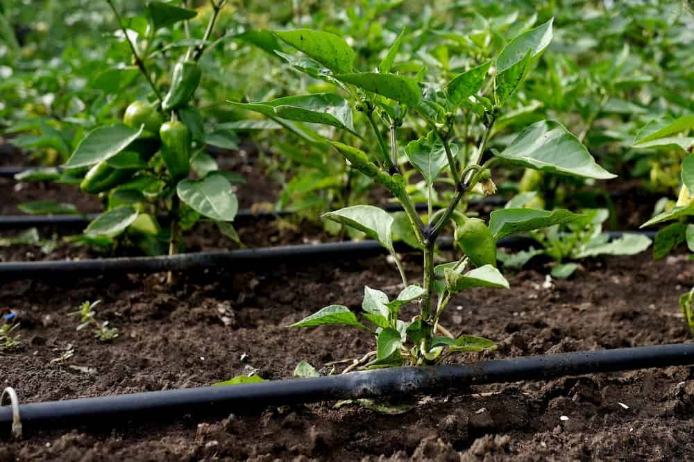 How Long To Run Soaker Hose for Vegetable Garden Trim That Weed