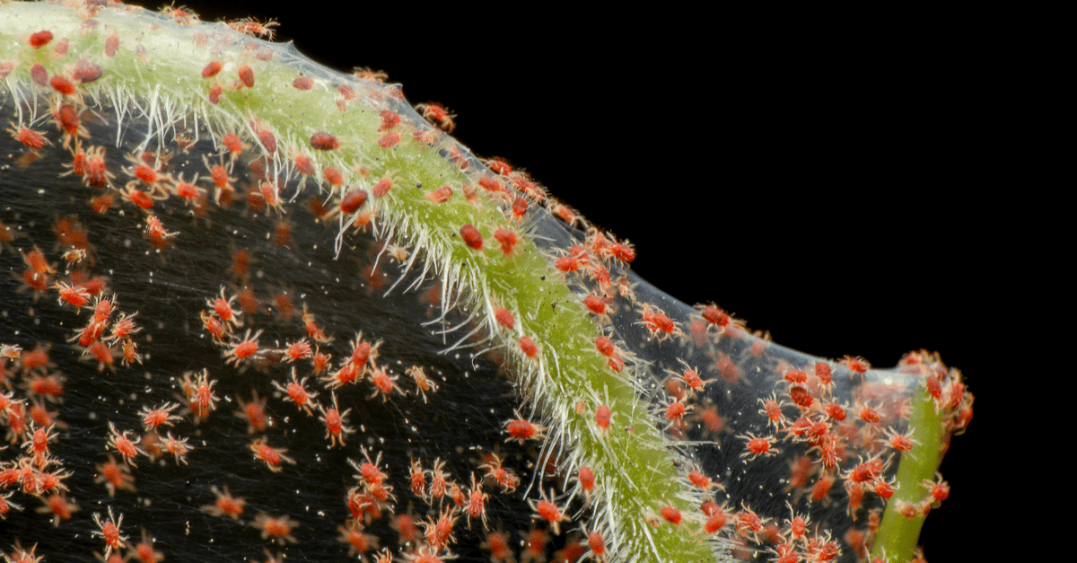 red_spider_mites_01 red spider mites