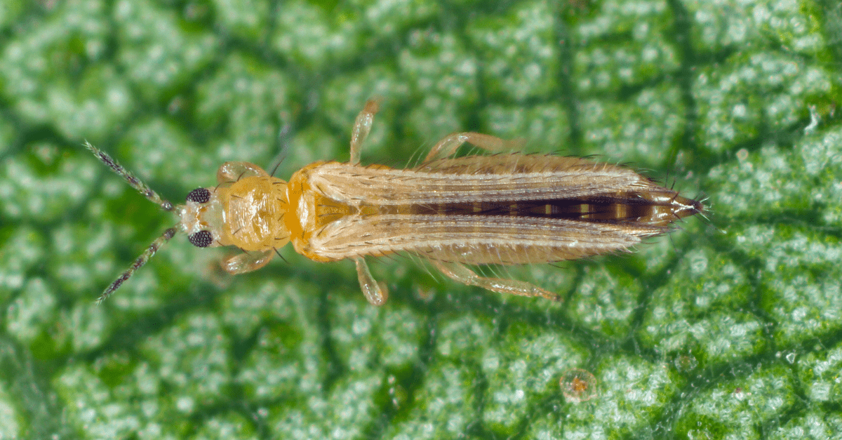 thrips_02 Thrips tabaci
