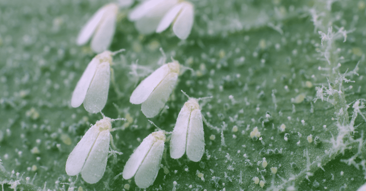 white_fly_02 Bemisia argentifolii