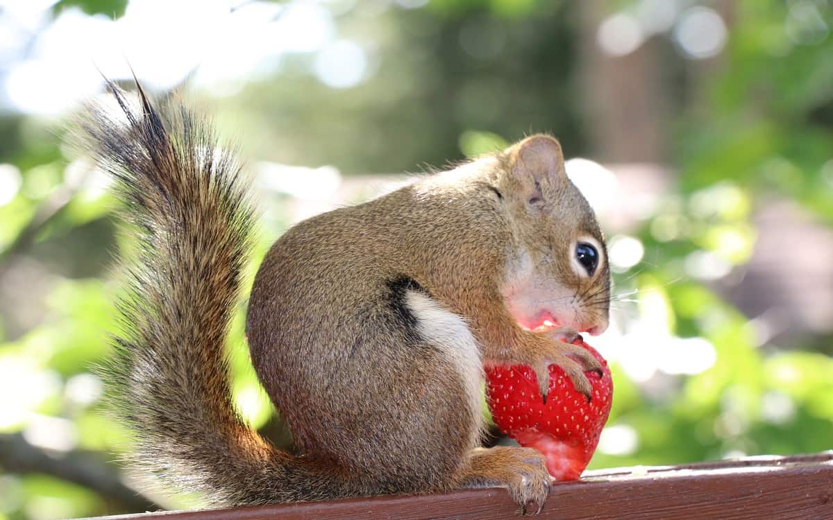 how to keep squirrels away from strawberries