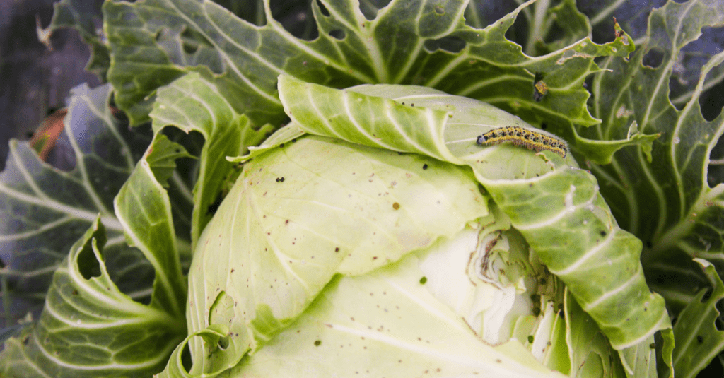 How to Prevent and Get Rid of Cabbage Caterpillar - Trim That Weed