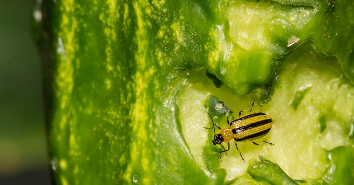 cucumber_beetle_02 Aclymma vittatum