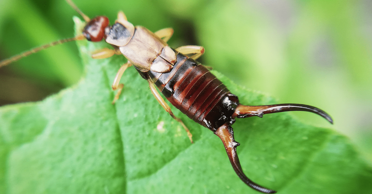 earwig_02 Forficula auricularia
