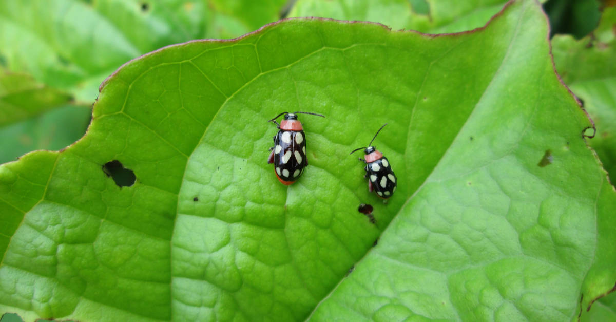 flea_beetle_02 Chrysomelidae
