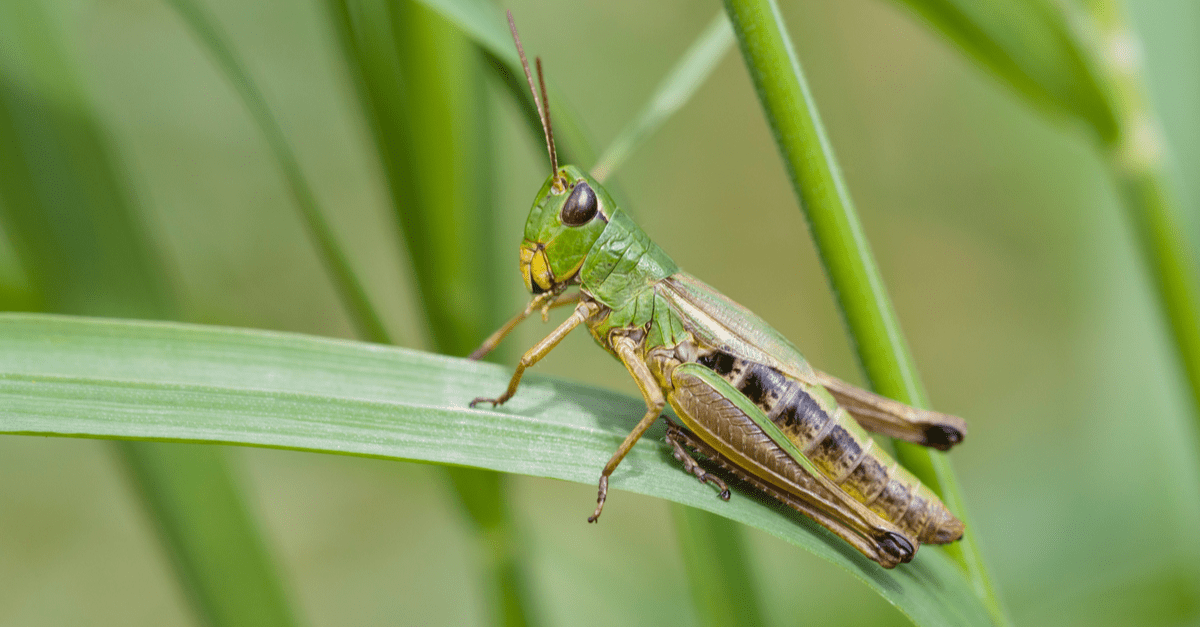 grasshopper_02 Schistocerca americana