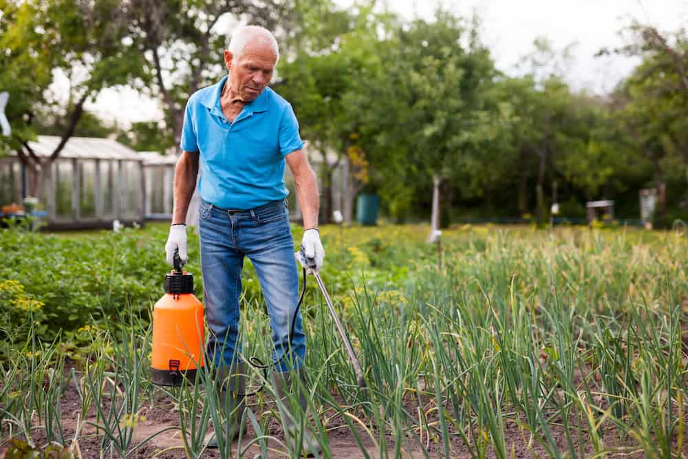 Man works with garden spray in the yard learn how long to wait after pesticide spray on vegetables