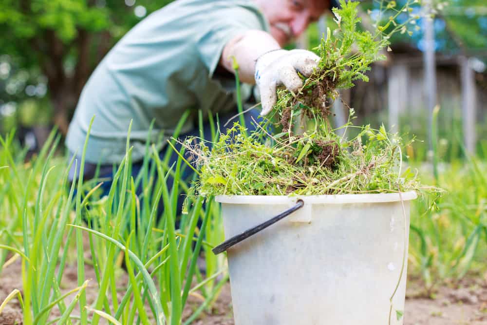 A man is weeding beds. Man in the garden learn how to clear a garden full of weeds