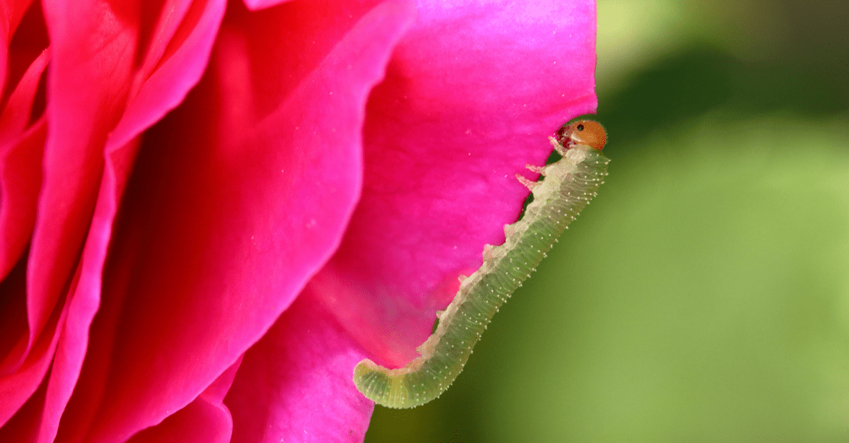 rose_slug_01 Cladius difformis