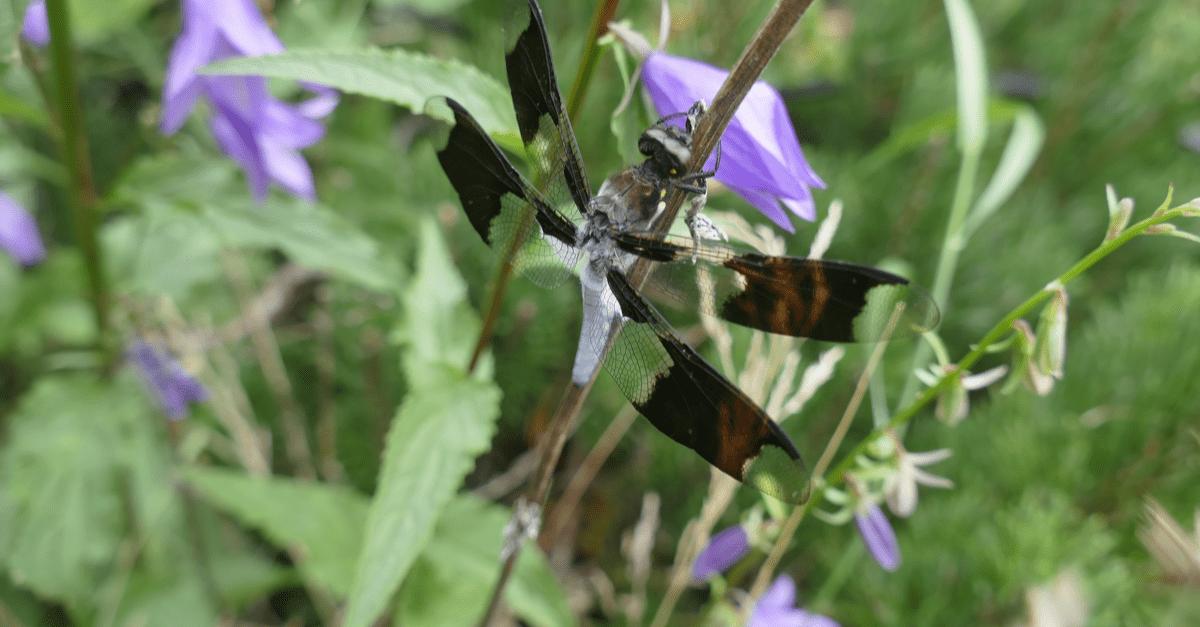 sawfly_larva_02 Hymenopterans