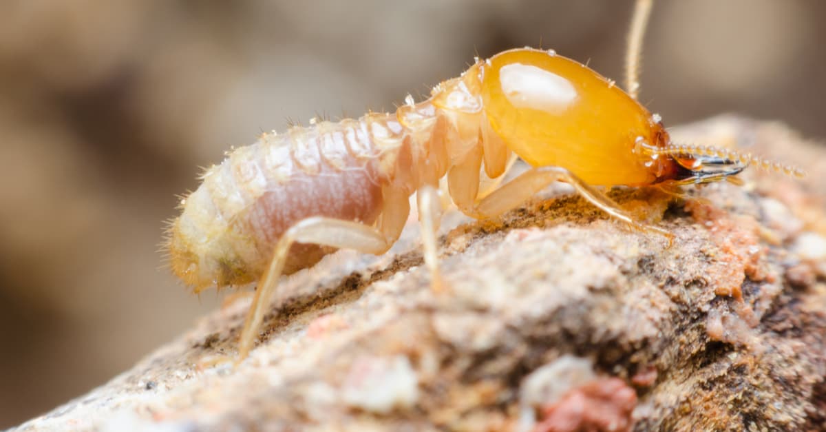 termites_02 Isopterans