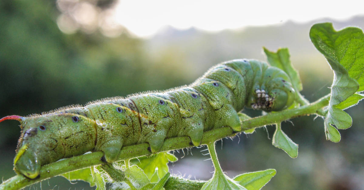 tomato_hornworm_02 Manduca quinquemaculata
