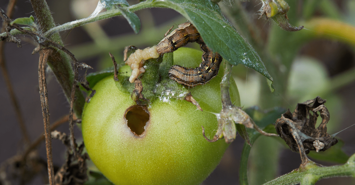 tomato_moth_01 tomato moth