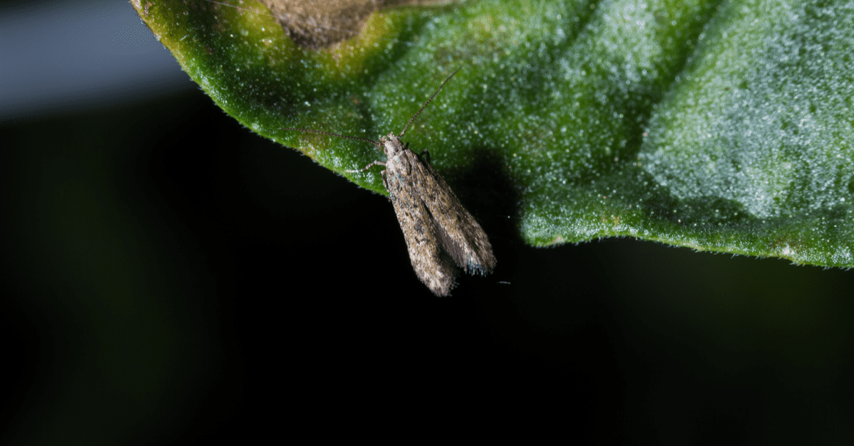 tomato_moth_02 Manduca quinquemaculata