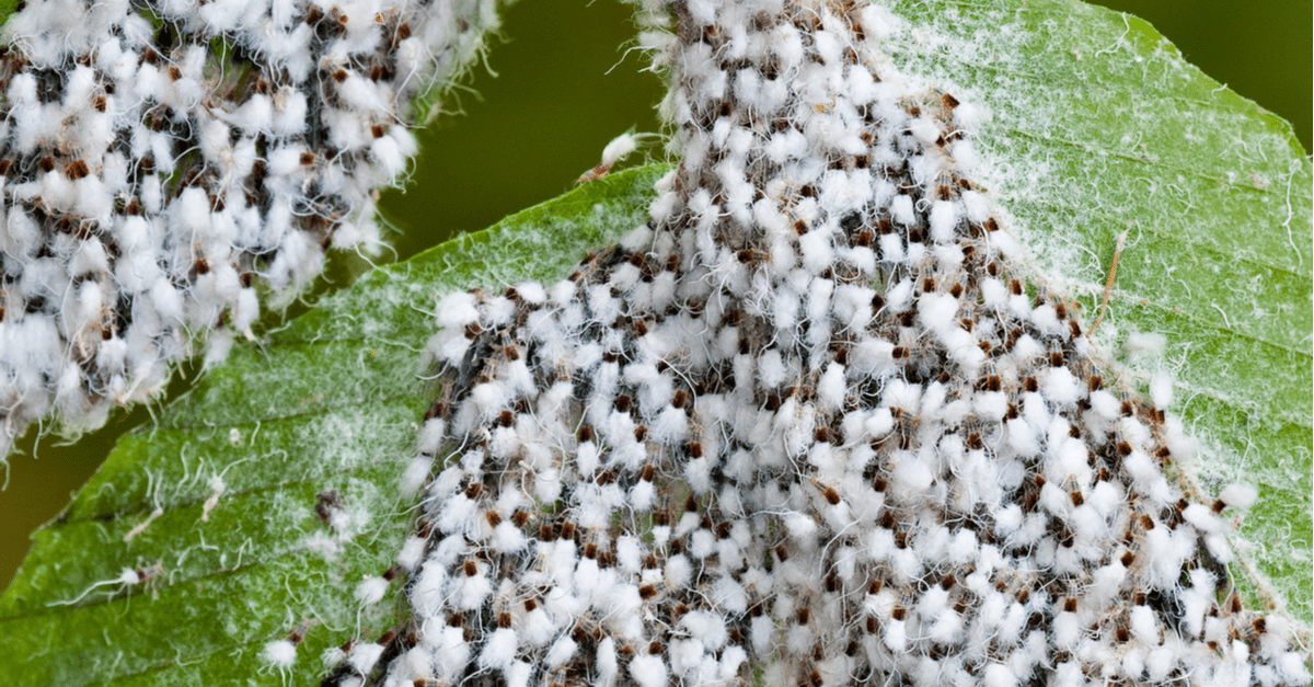 wooly_beech_aphid_01 wooly beech aphid