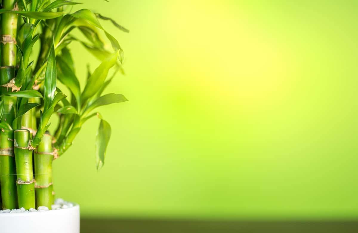 Can I Use Miracle Grow On Lucky Bamboo