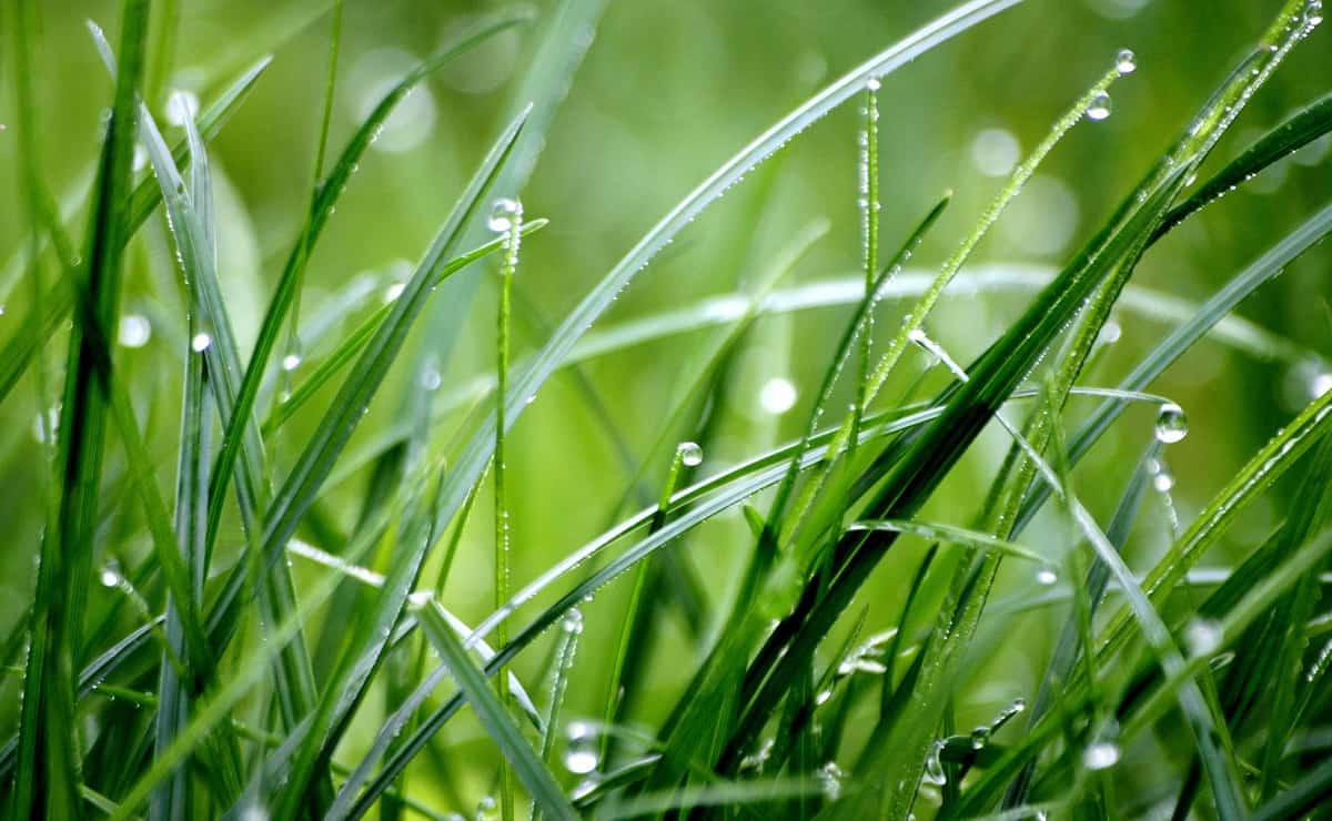 How Many Blades Of Grass Are In A Square Foot