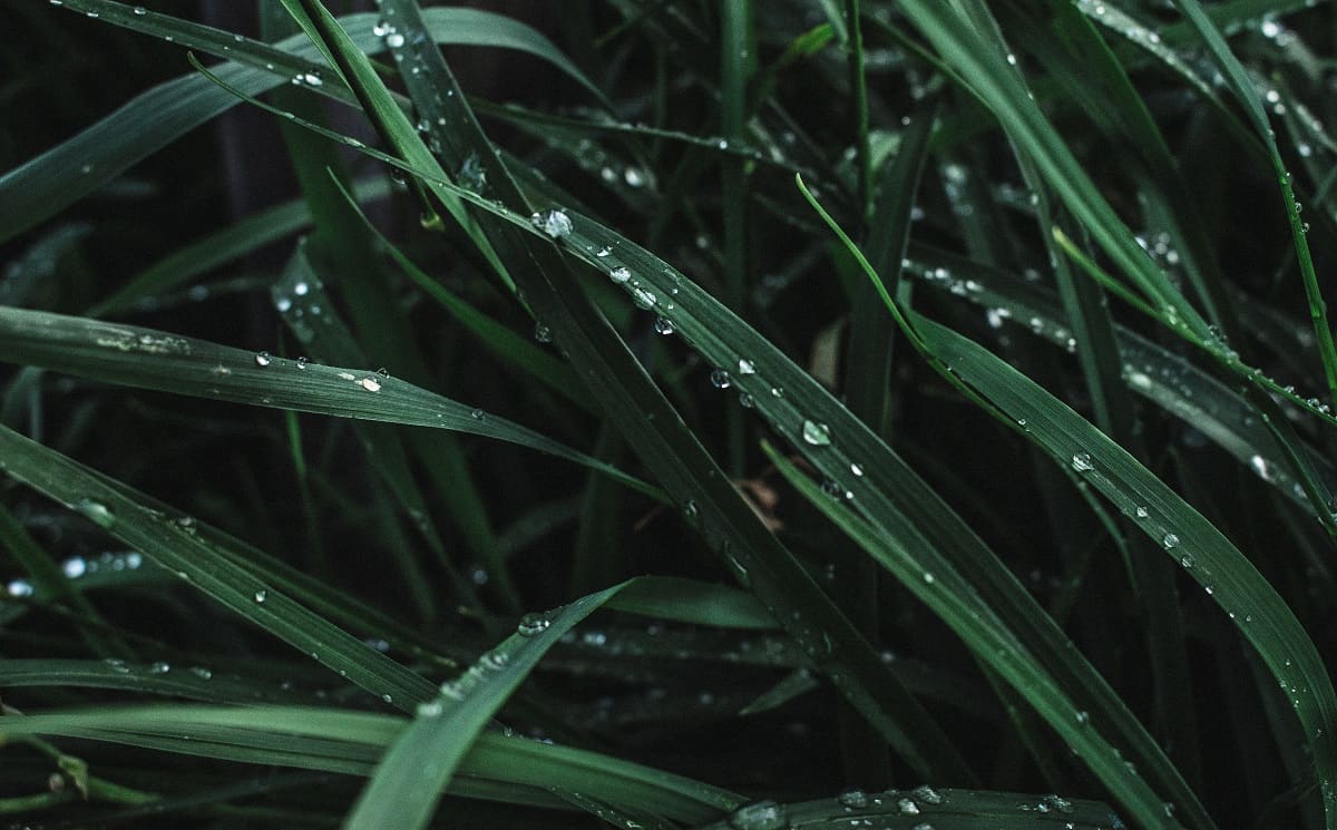 Can You Put Pre Emergent On Wet Grass?