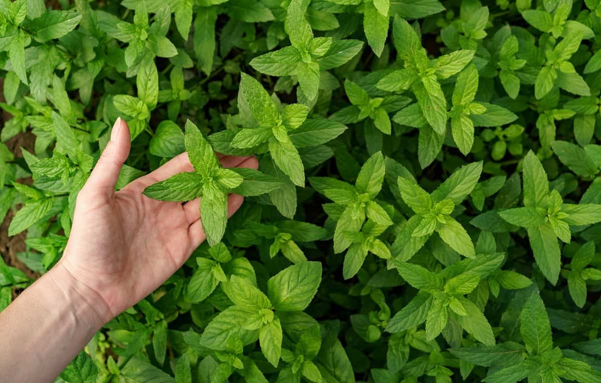 How Often Do You Water A Mint Plant