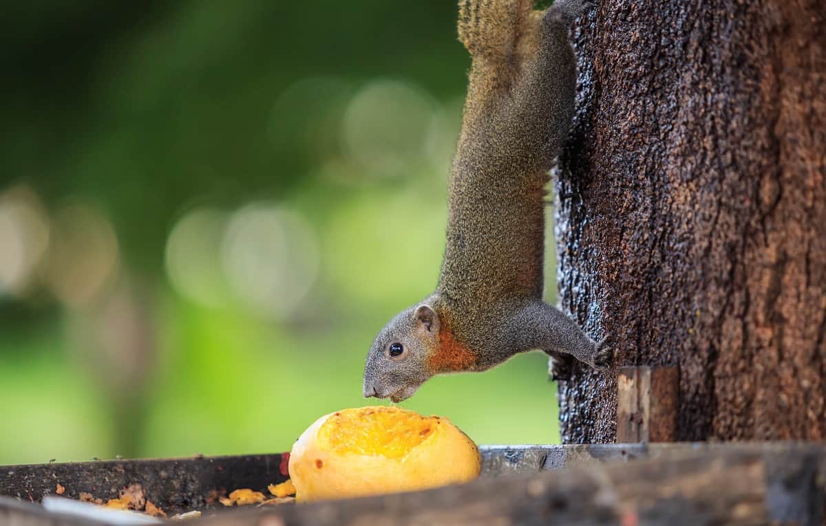 How To Keep Squirrels Away From Mango Trees