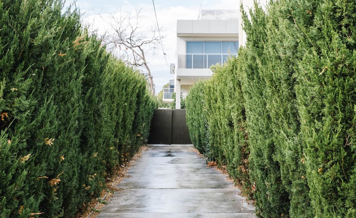 How To Revive An Evergreen Shrub