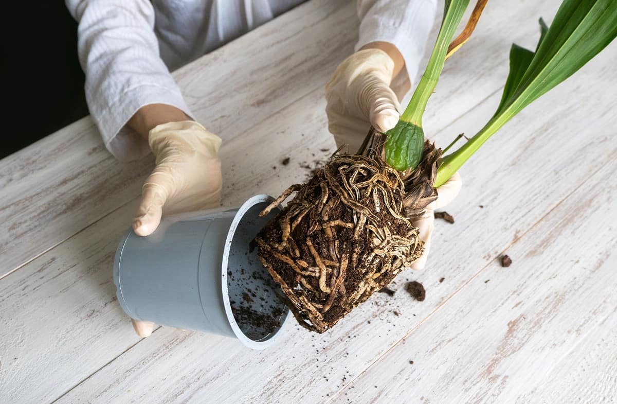 How To Stimulate Root Growth In Water