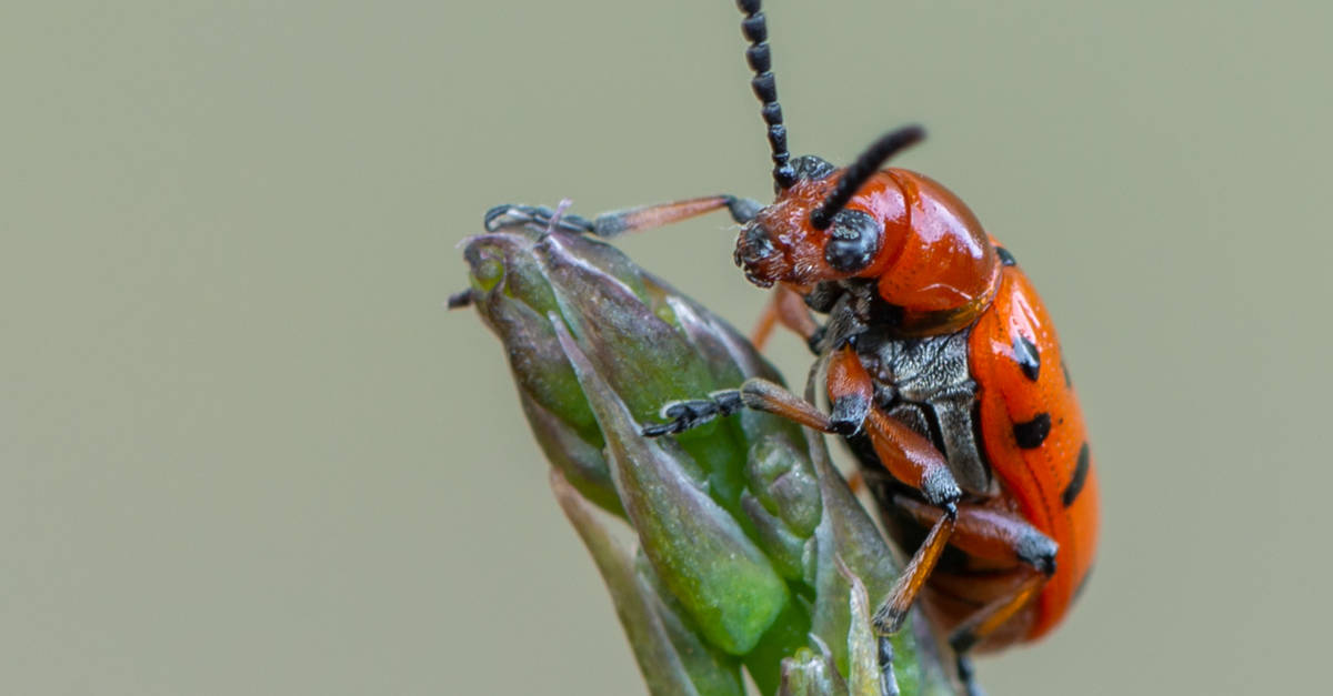 asparagus_beetle_02 Crioceris duodecimpunctata