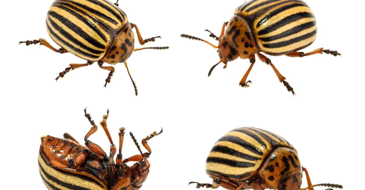 colorado_potato_beetle_02 Leptinotarsa decemlineata