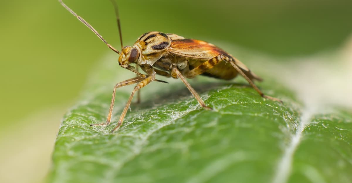 tarnished_plant_bug_02 Lygus lineolaris