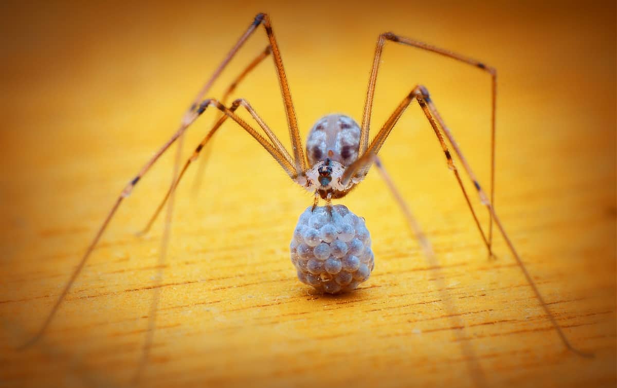 Do Bug Bombs Kill Houseplants Solved Explained vrogue.co