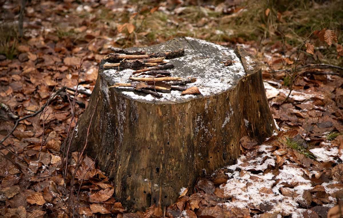 How To Make Wood Rot Faster