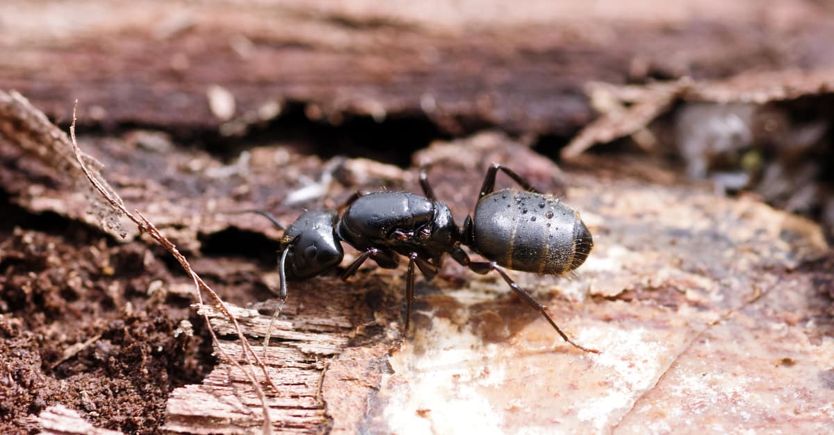 black_carpenter_ant_02 Camponotus pennsylvanicus