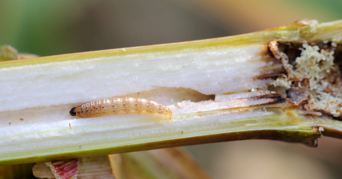 european_corn_borer_02 Ostrinia nubilalis
